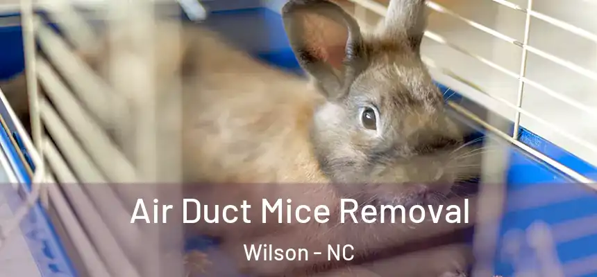  Air Duct Mice Removal Wilson - NC